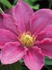 Clematis Abilene