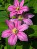 Clematis Abilene