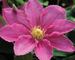 Clematis Abilene