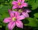 Clematis Abilene