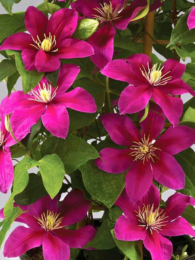 Clematis Acropolis