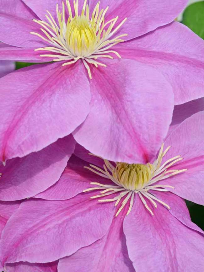 Clematis Alaina