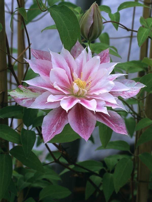 Clematis Andromeda