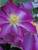Clematis Asao