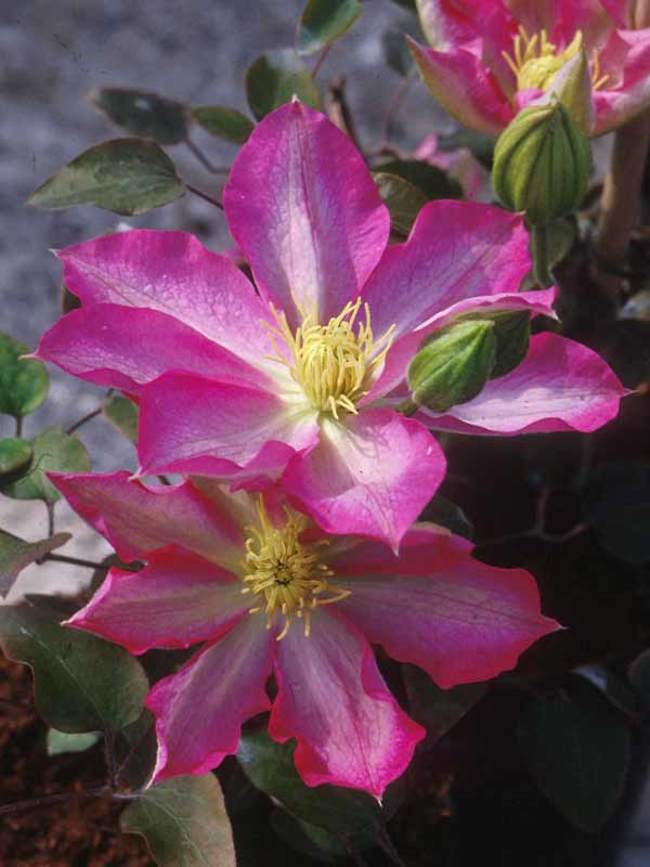 Clematis Asao -- Bluestone Perennials