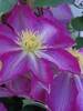 Clematis Asao