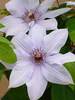 Clematis Bernadine