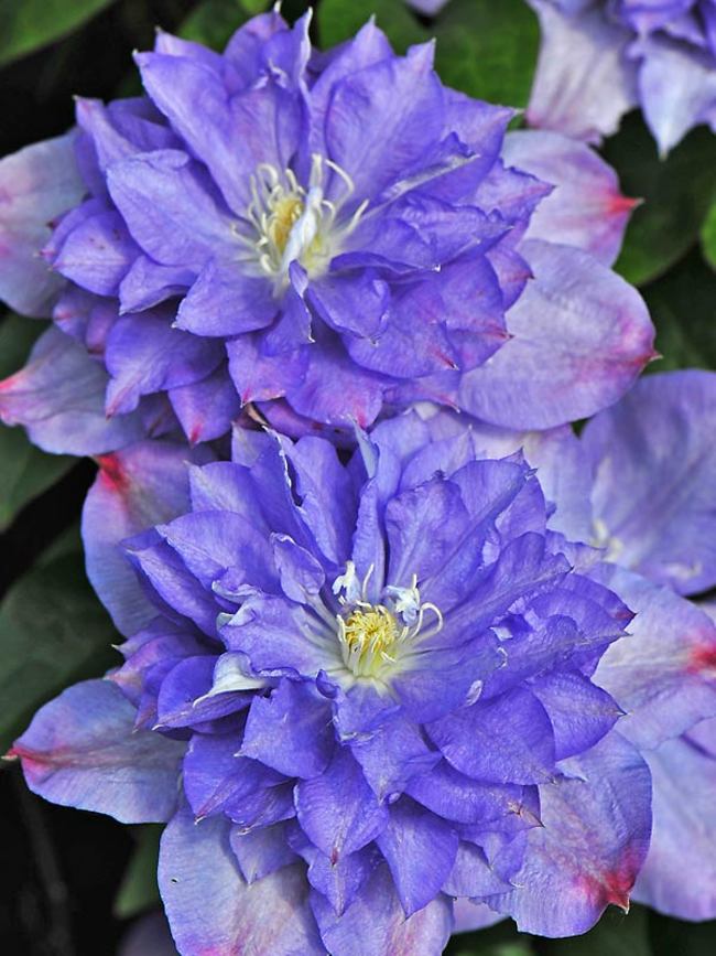Clematis Blue Explosion