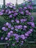 Clematis Blue Explosion