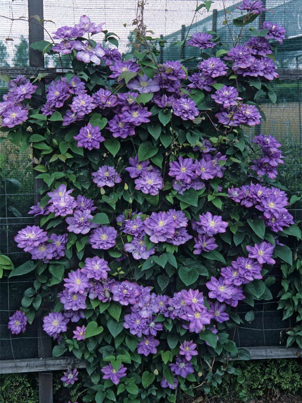Clematis Blue Explosion | Bluestone Perennials
