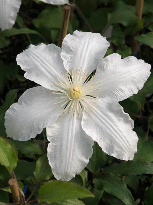 Clematis Gillian Blades