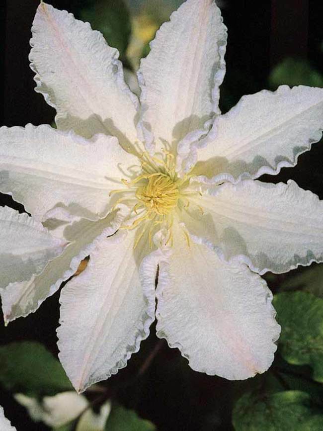 Clematis Gillian Blades Bluestone Perennials