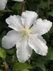 Clematis Gillian Blades