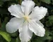 Clematis Gillian Blades