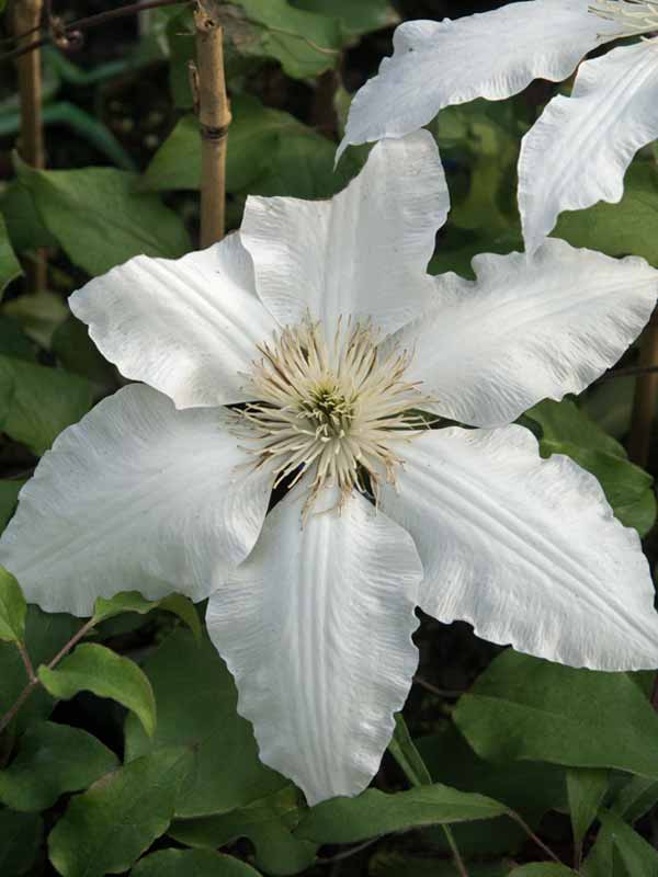 Clematis Gillian Blades (Vine)