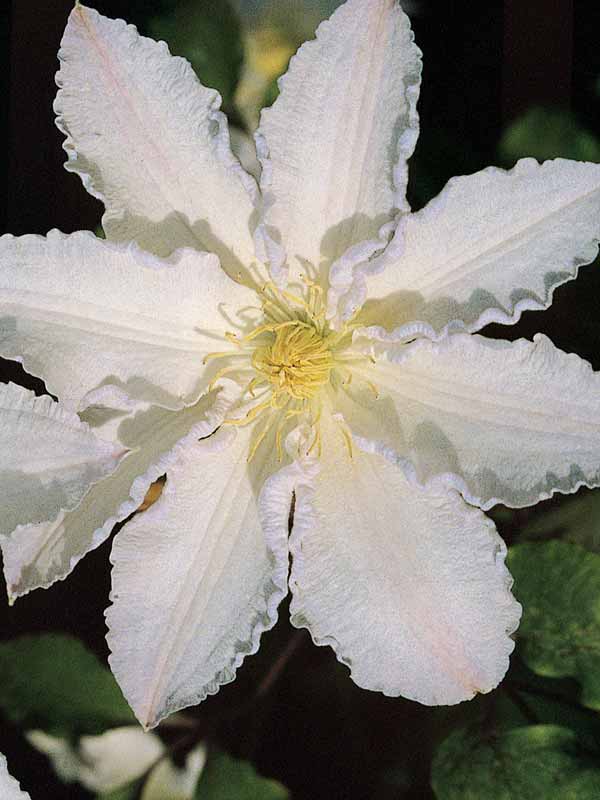 Clematis Gillian Blades (Vine)