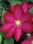 Clematis Bourbon