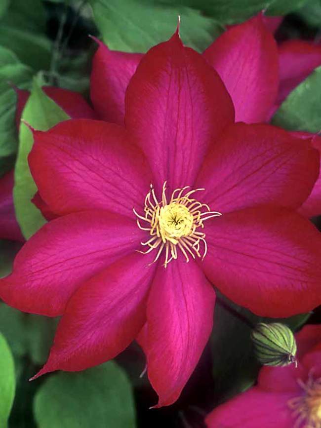 Clematis Bourbon