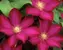 Clematis Bourbon