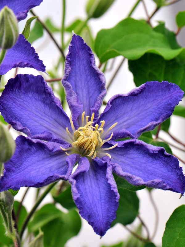 Clematis Brother Stefan