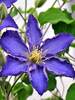 Clematis Brother Stefan
