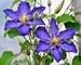 Clematis Brother Stefan