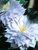 Clematis Belle-Of-Woking