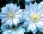 Clematis Belle-Of-Woking