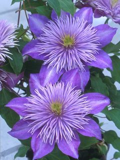 Clematis