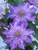 Clematis Crystal-Fountain