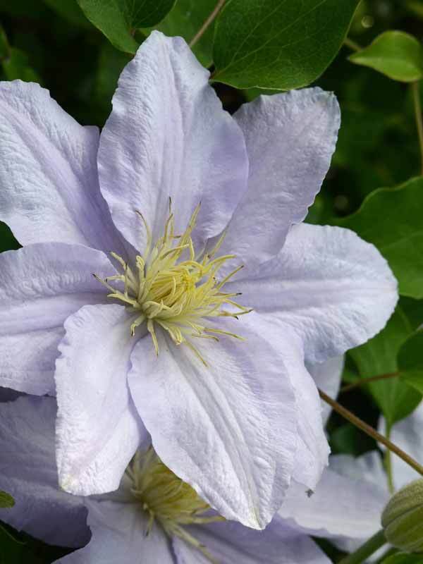 Clematis Chelsea