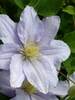 Clematis Chelsea