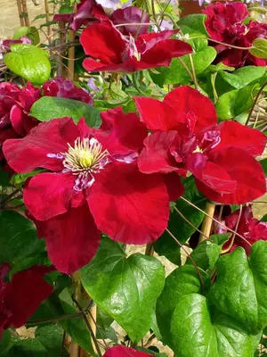 Link to Clematis Charmaine