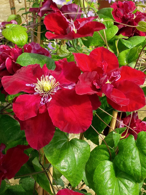 Clematis Charmaine