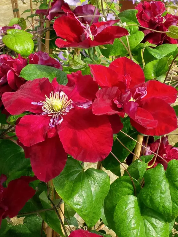Clematis Charmaine