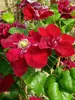 Clematis Charmaine