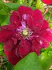 Clematis Charmaine