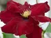 Clematis Charmaine