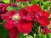 Clematis Charmaine