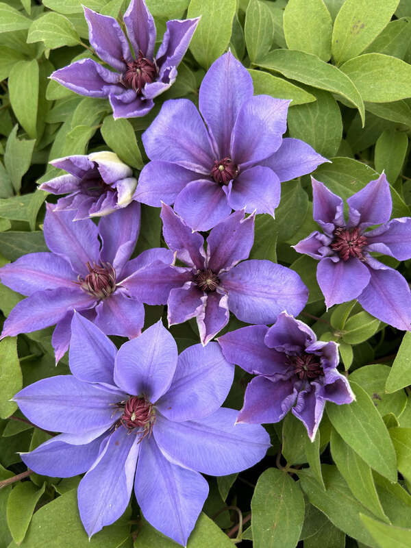 Clematis Candy Stripe