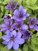 Clematis Candy Stripe