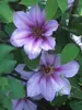 Clematis Candy Stripe