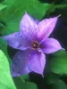 Clematis Candy Stripe