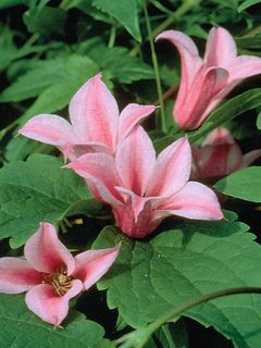 Clematis