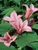 Clematis Dutchess-Of-Albany