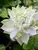 Clematis Diamond Ball