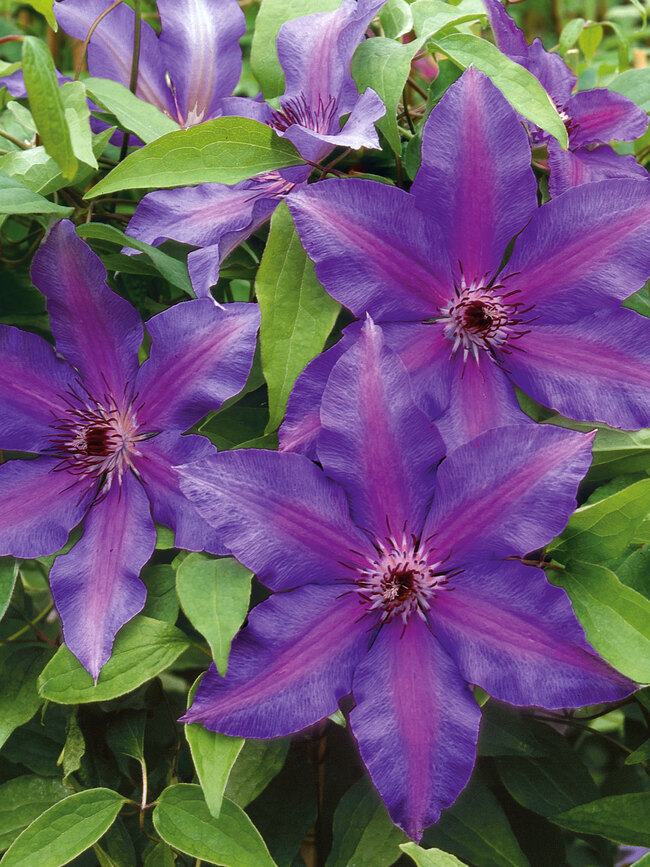 Clematis Edda