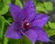 Clematis Edda