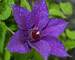 Clematis Edda