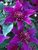 Clematis Fleuri